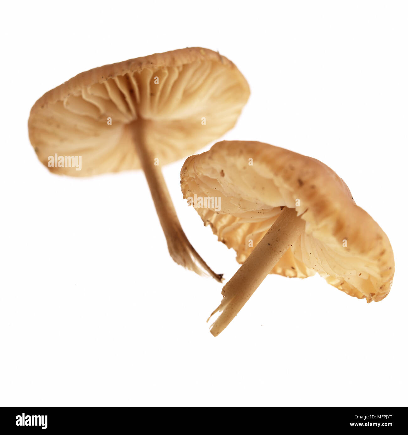 Fairy Ring Mushroom,  marasmius oreades, Edible Mushrooms Stock Photo