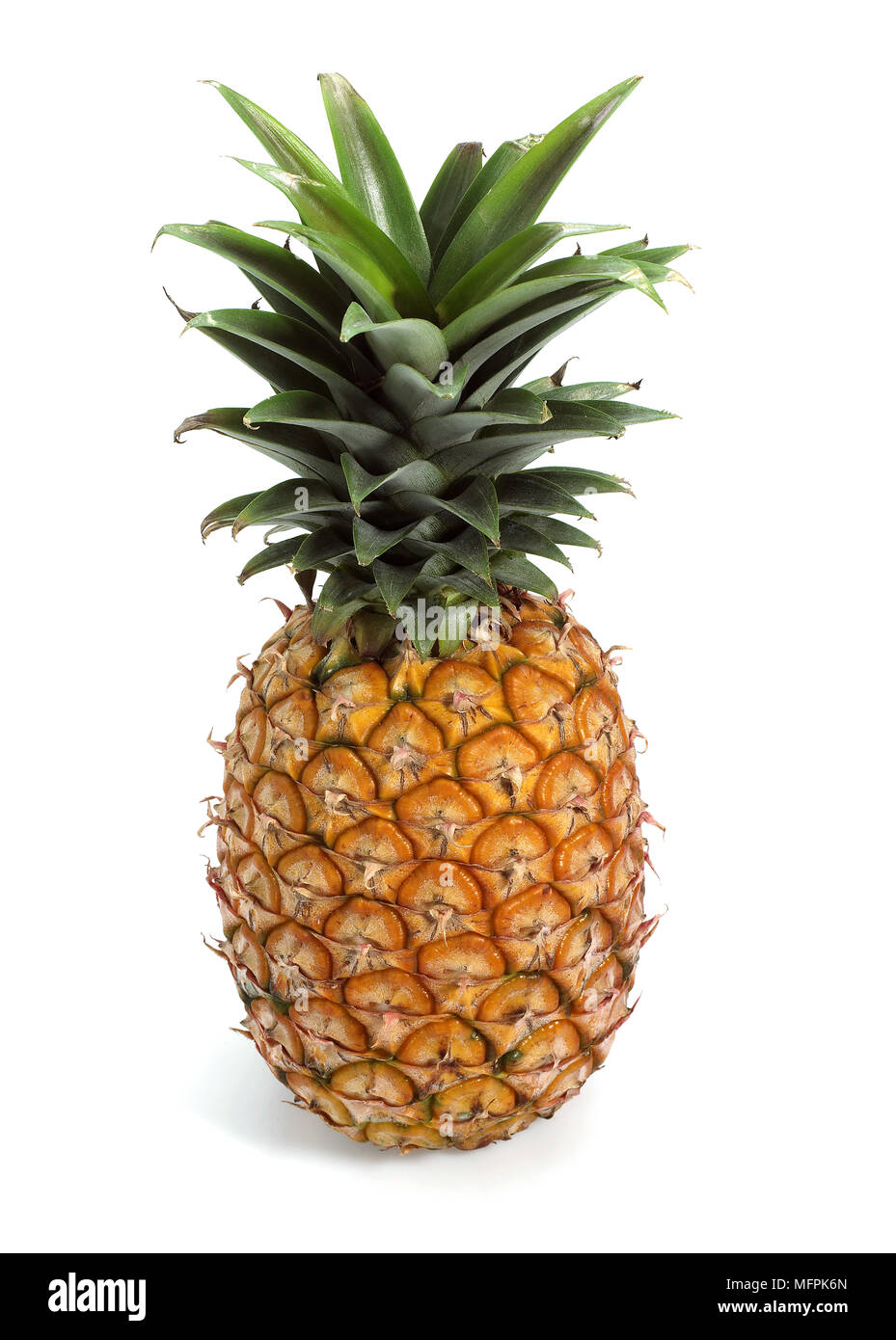 Pineapple, ananas comosus, Fruit against White Background Stock Photo