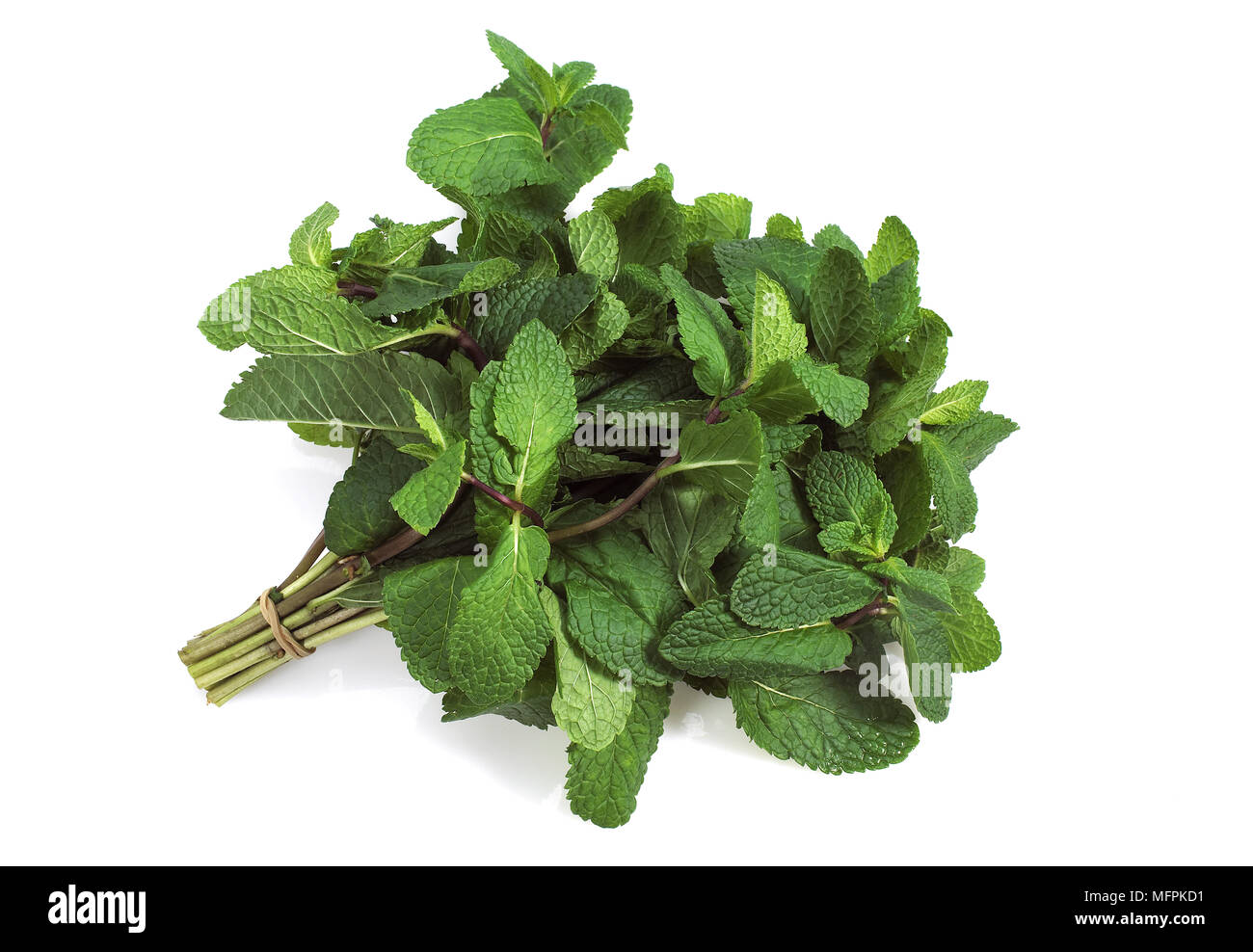 Mint, mentha sp. against White Background Stock Photo - Alamy