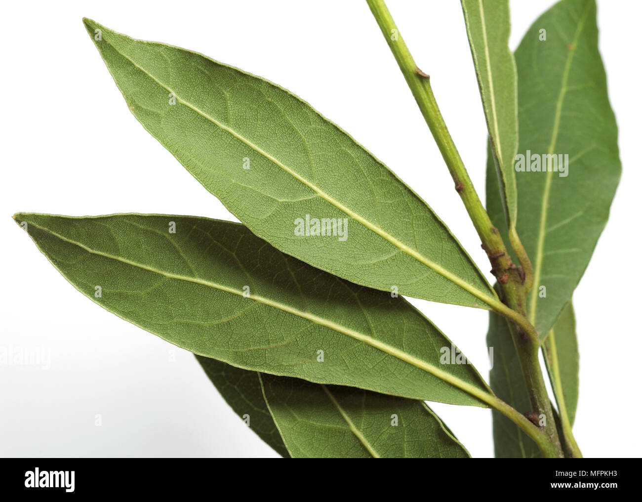 Sweet Bay or Bay Laurel, laurus nobilis, Leaves against White Background Stock Photo