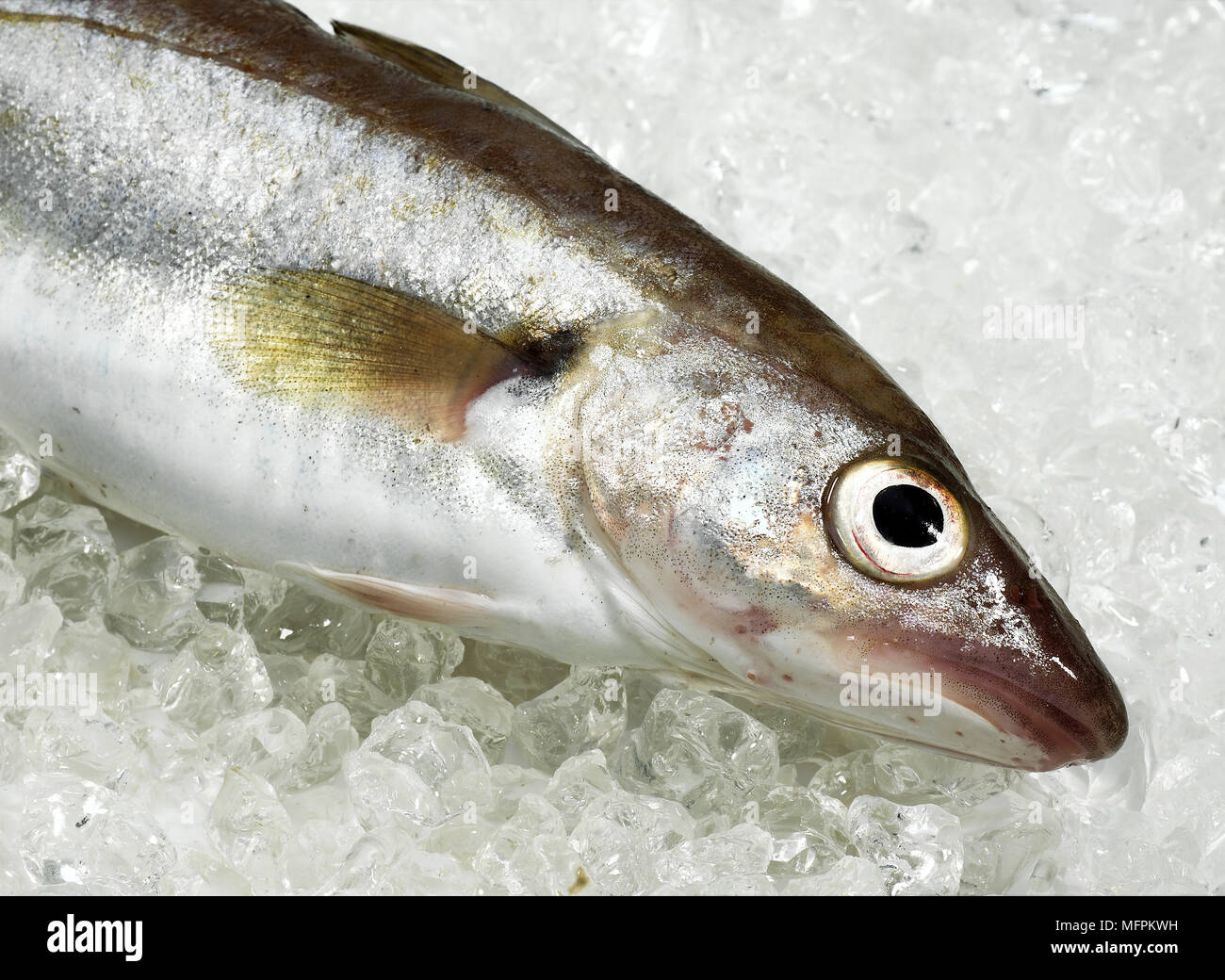Whiting, merlangius merlangus, Fresh Fish on Ice Stock Photo