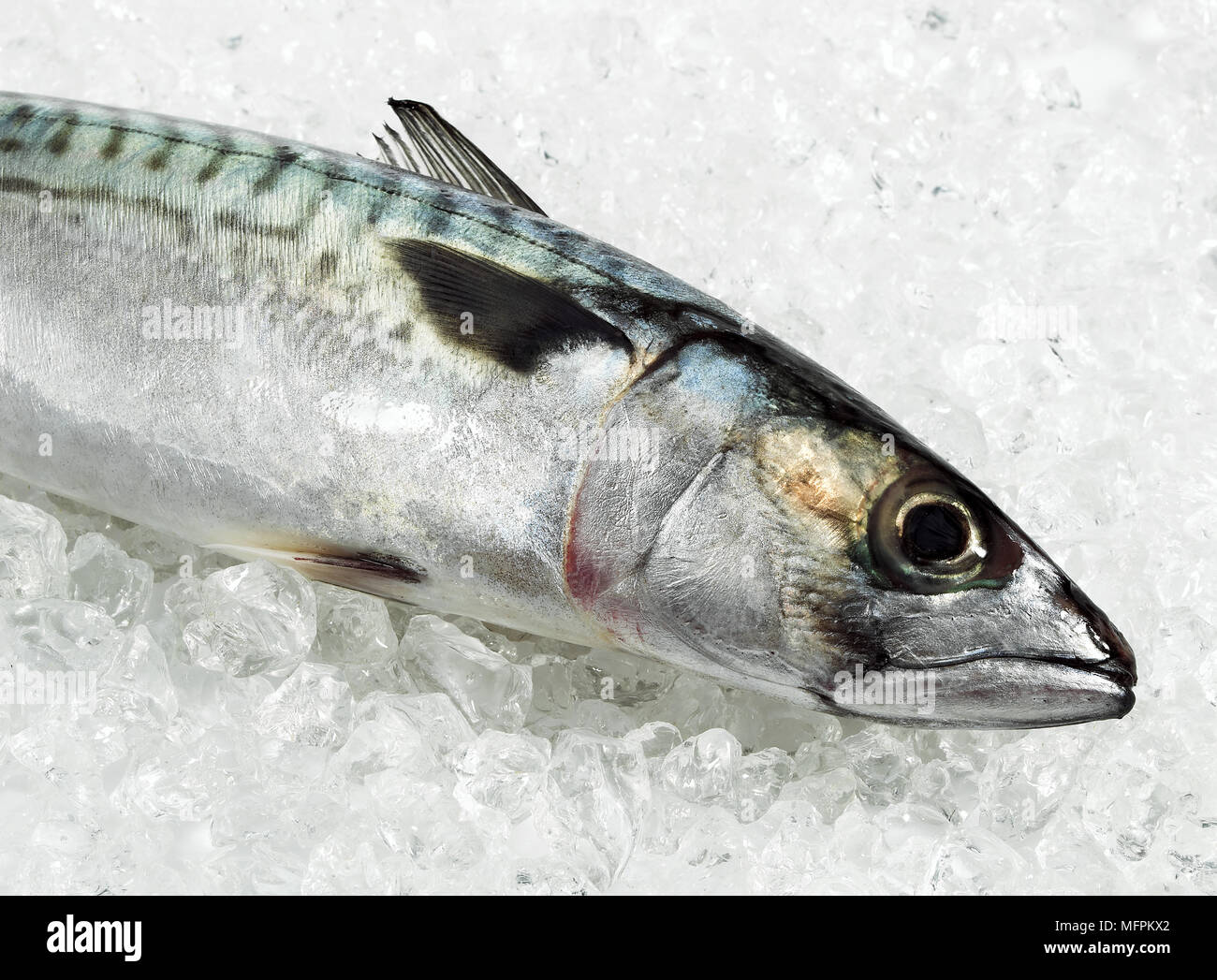 Mackerel, scomber scombrus, Fresh Fishes on Ice Stock Photo