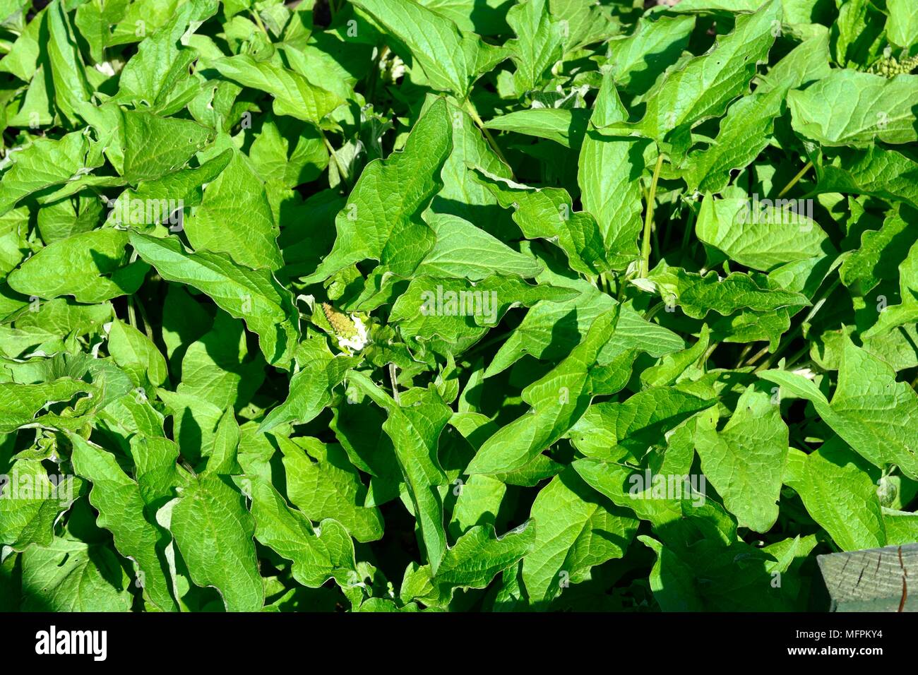 Good King Henry vegetable chenopodium bonus-henricus Stock Photo