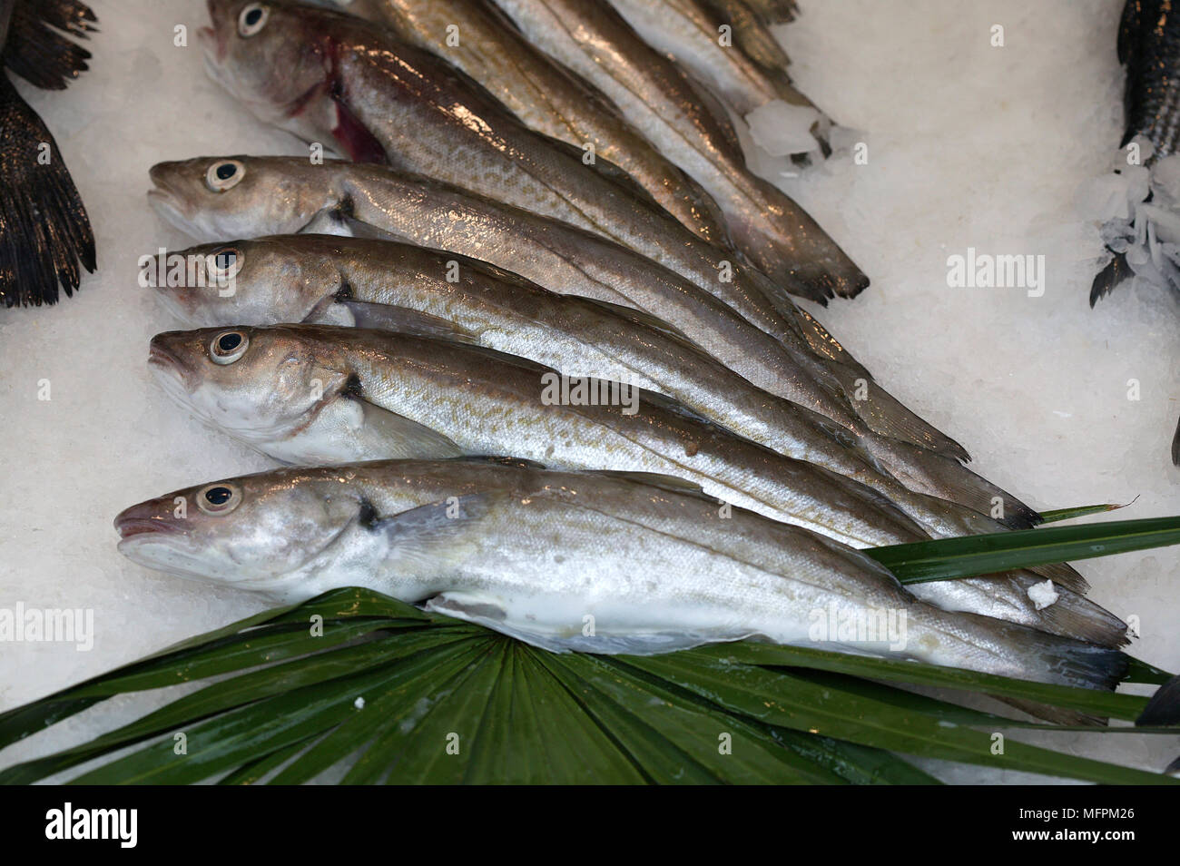 Small Hake, pollachius sp., Fresh Fishes on Ice at Fish Stall Stock Photo