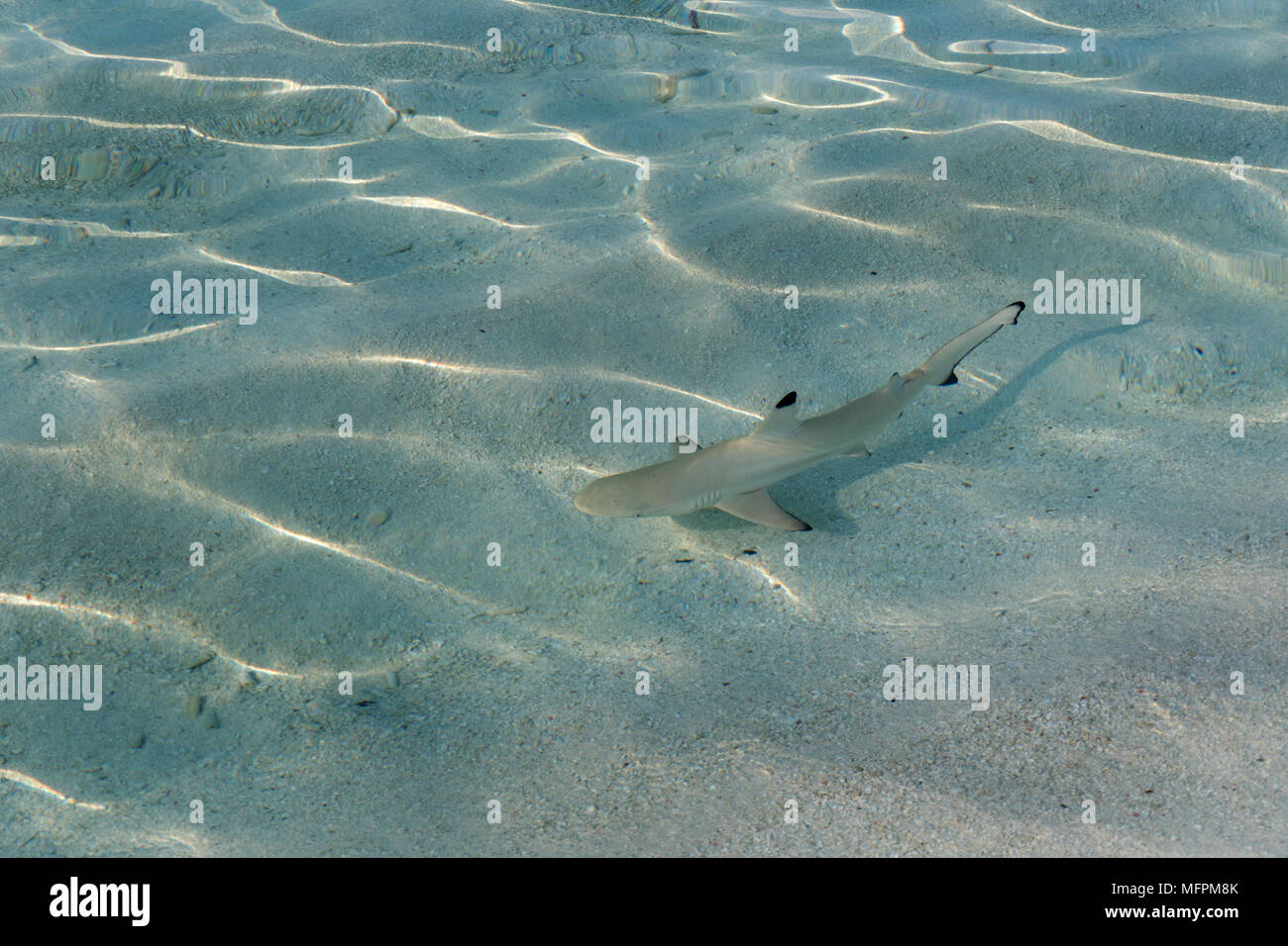 Baby blacktip reef sharks (Carcharhinus melanopterus) in shallow sea