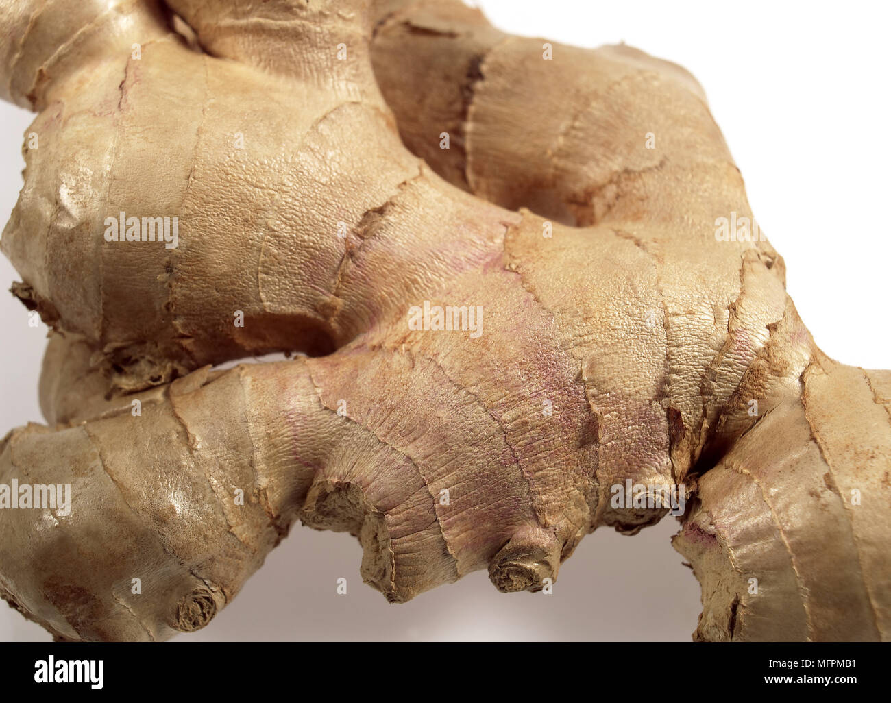 Ginger Root, zingiber officinale against White Background Stock Photo