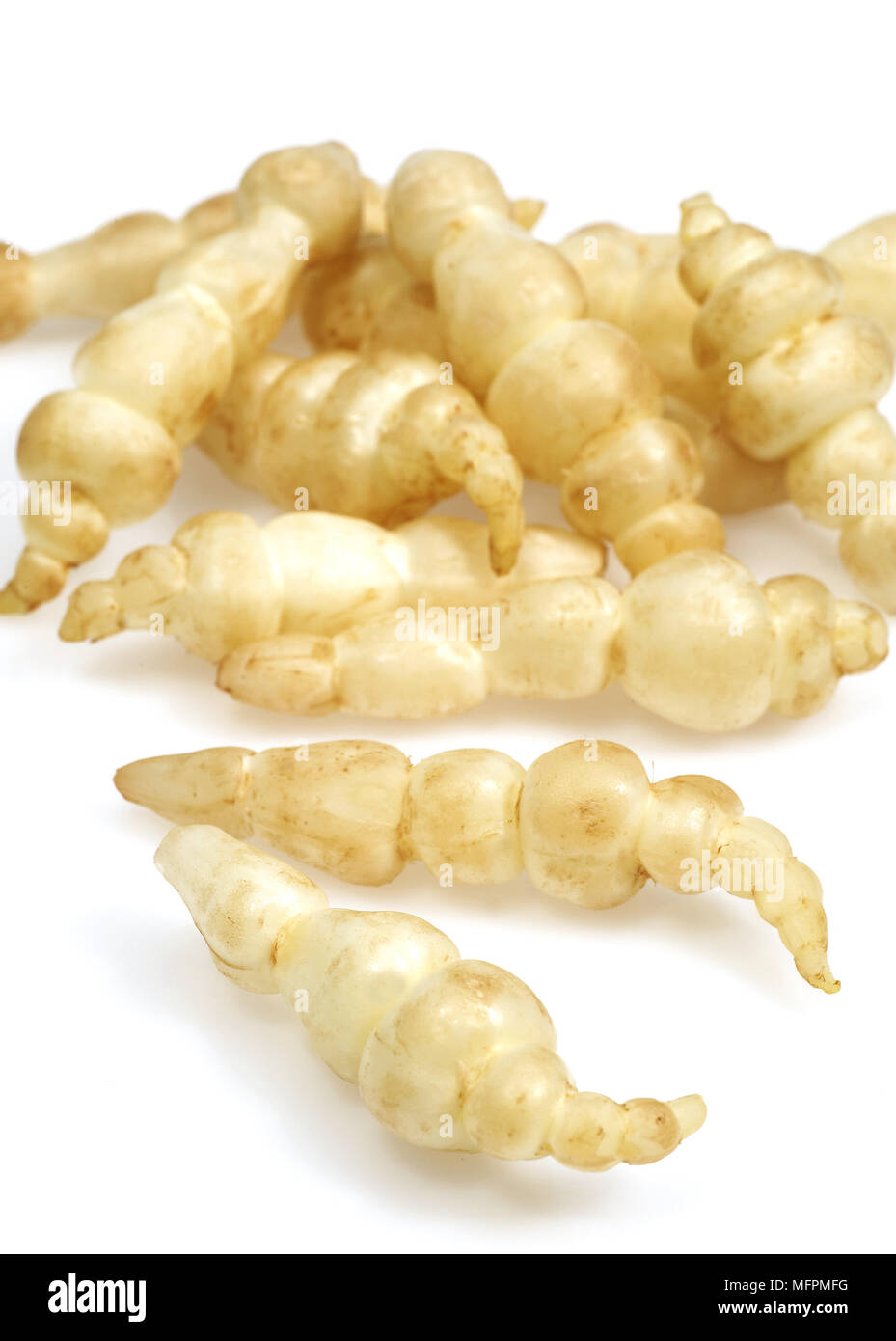 Crosne or Chinese Artichoke, stachys affinis against White Background
