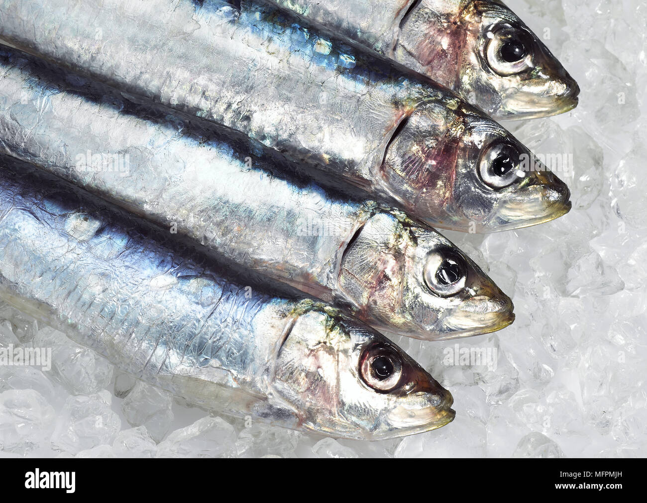 Fresh Sardines on Ice, sardina sp Stock Photo Alamy