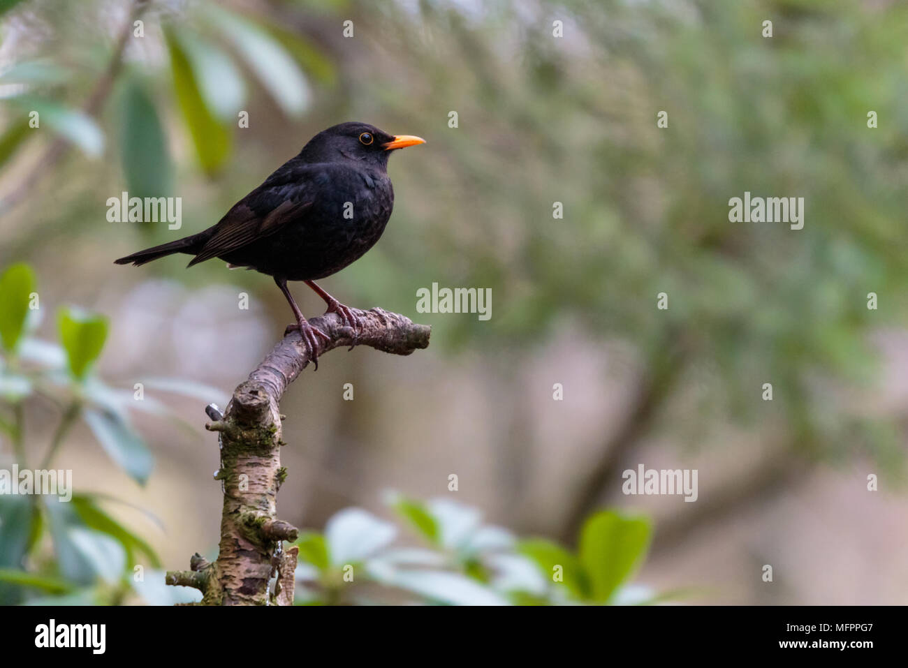 Blackbird flying isolated hires stock photography and images Alamy