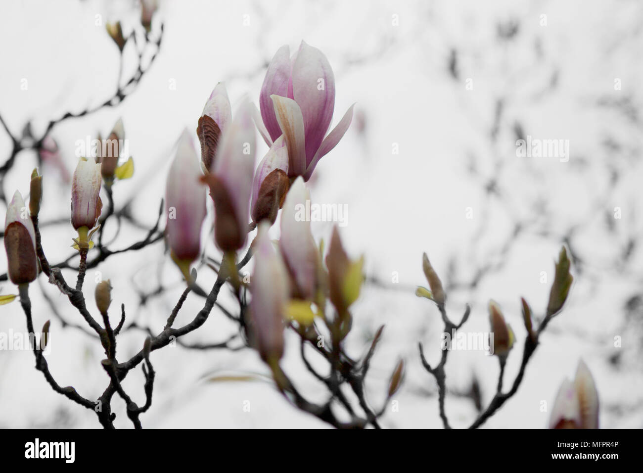 A close up detail of the flowers on a Magnolia soulangeana tree, also known as a Chinese magnolia. The pink and white blooms open to a saucer shape Stock Photo
