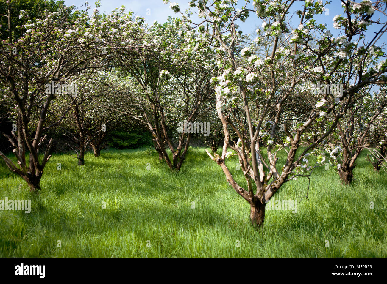 The West Orchard in Fairfield, Bedfordshire, UK, a historic orchard containing rare varieties of apple tree, now maintained by the local community Stock Photo