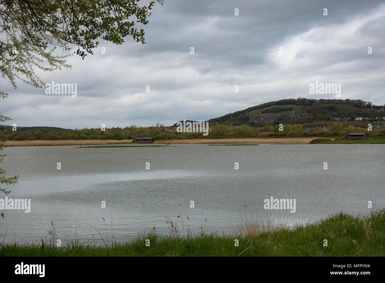 Conwy RSPB Reserve. Comwy. Wales Stock Photo