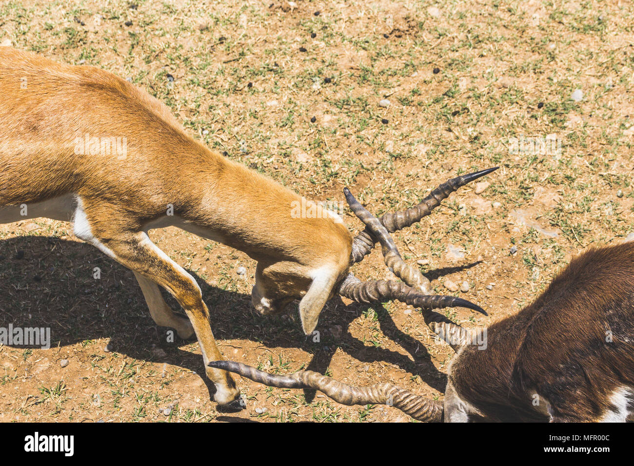 photograph of two antelope crashing horns in confrontation Stock Photo ...
