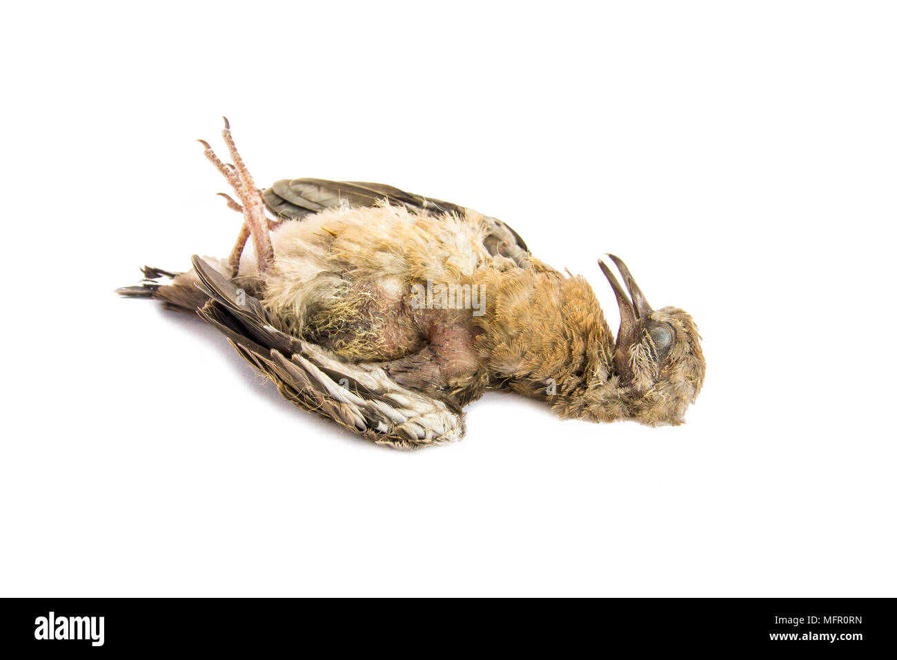 Dead bird close up, juvenile spotted dove, isolated on white background Stock Photo