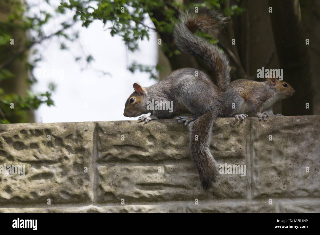 Two squirrels playing on the fence Stock Photo