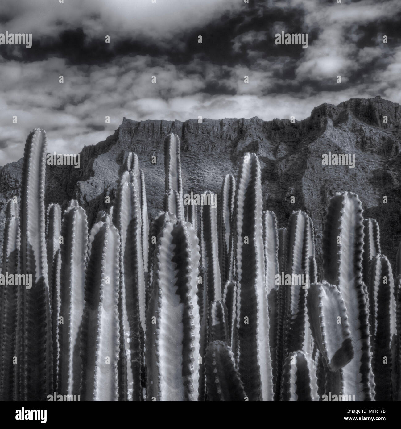 Group of cacti (Cactaceae) in Spanish mountains of Tenerife. Stock Photo
