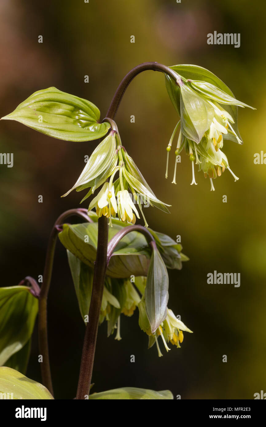 Delicate greeen and yellow flowers of the upright woodland plant Disporum bodinieri Stock Photo