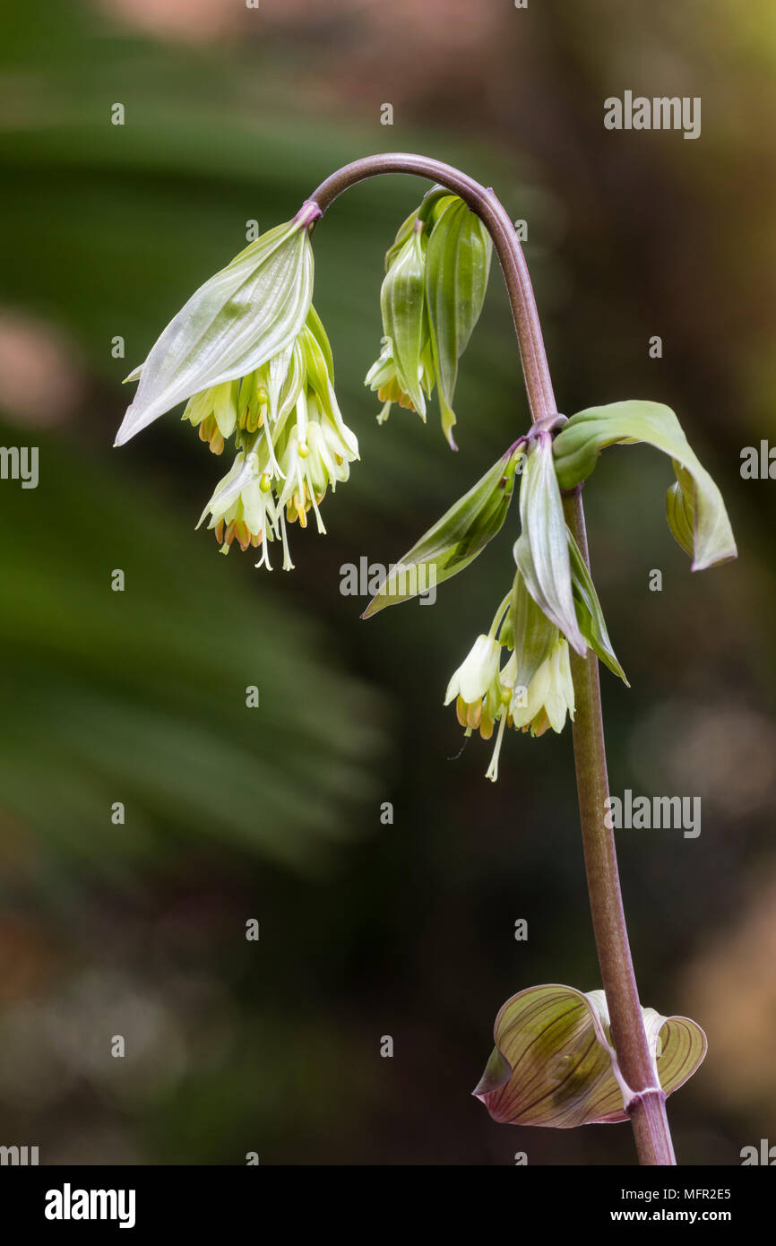 Delicate greeen and yellow flowers of the upright woodland plant Disporum bodinieri Stock Photo