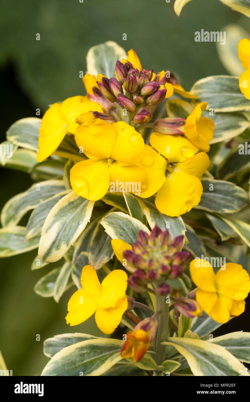 Scented yellow flowers held on spikes above variegated evergreen leaves of the perennial wallflower, Erysimum 'Sunburst' Stock Photo