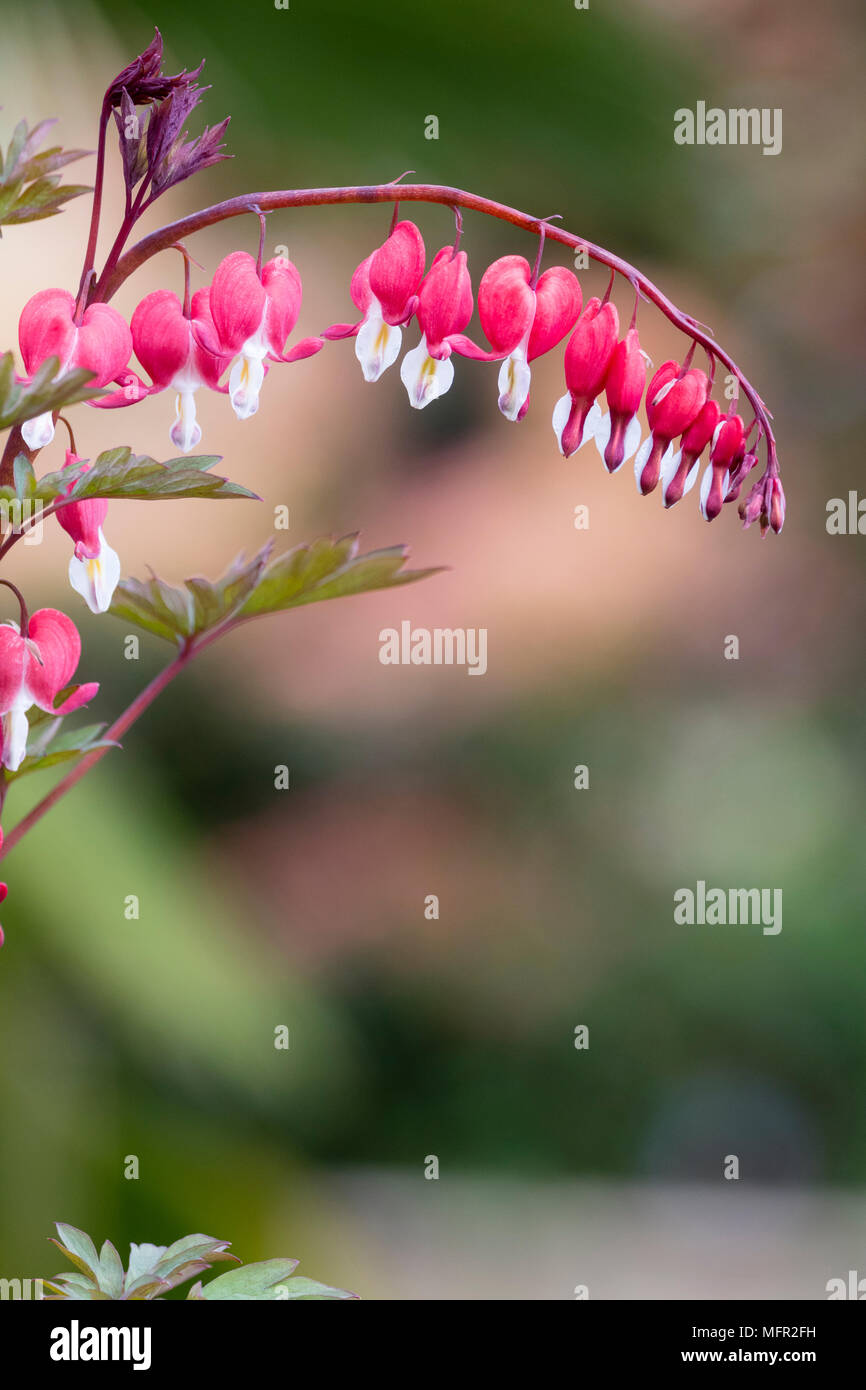 Red and white lockets of the spring flowering bleeding heart Dicentra, Lamprocapnos spectabilis 'Valentine's Day' Stock Photo