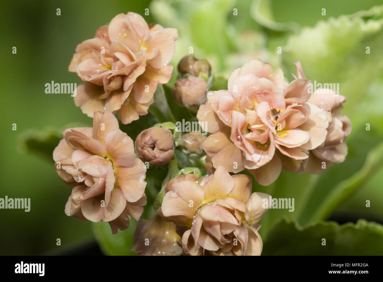 Peach coloured double flowers of the spring flowering evergreen perennial, Primula auricula 'Late Romantic' Stock Photo