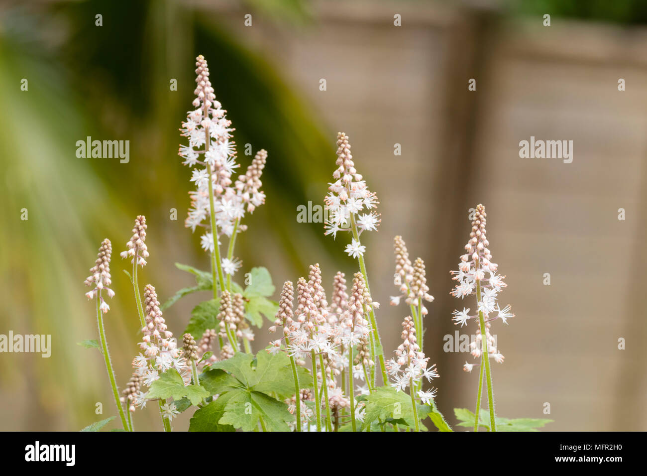 White flowers on the spikes of the spring flowering perennial foam flower, Tiarella 'Iron Butterfly' Stock Photo