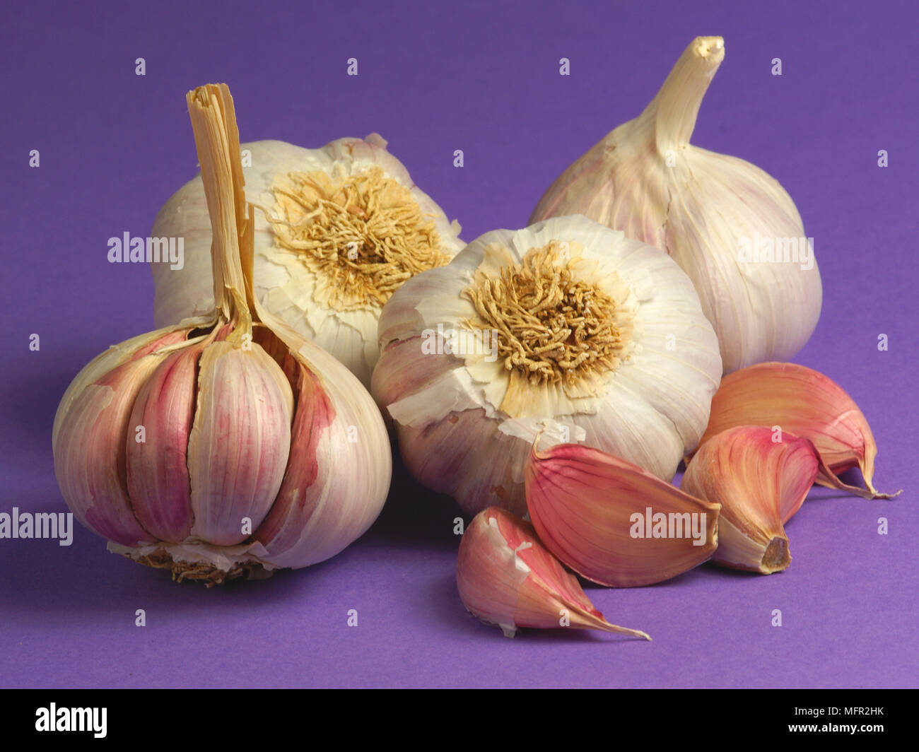 https://c8.alamy.com/comp/MFR2HK/galic-bulbs-showing-the-individual-cloves-MFR2HK.jpg