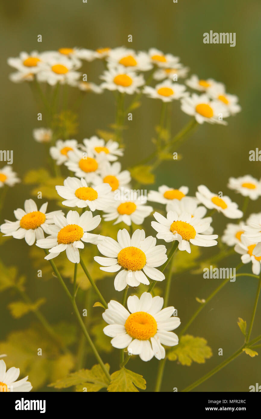 Small white daisy flowers of feverfew (pyrethrum parthenium) with bright golden centres, have a strong aroma. Stock Photo