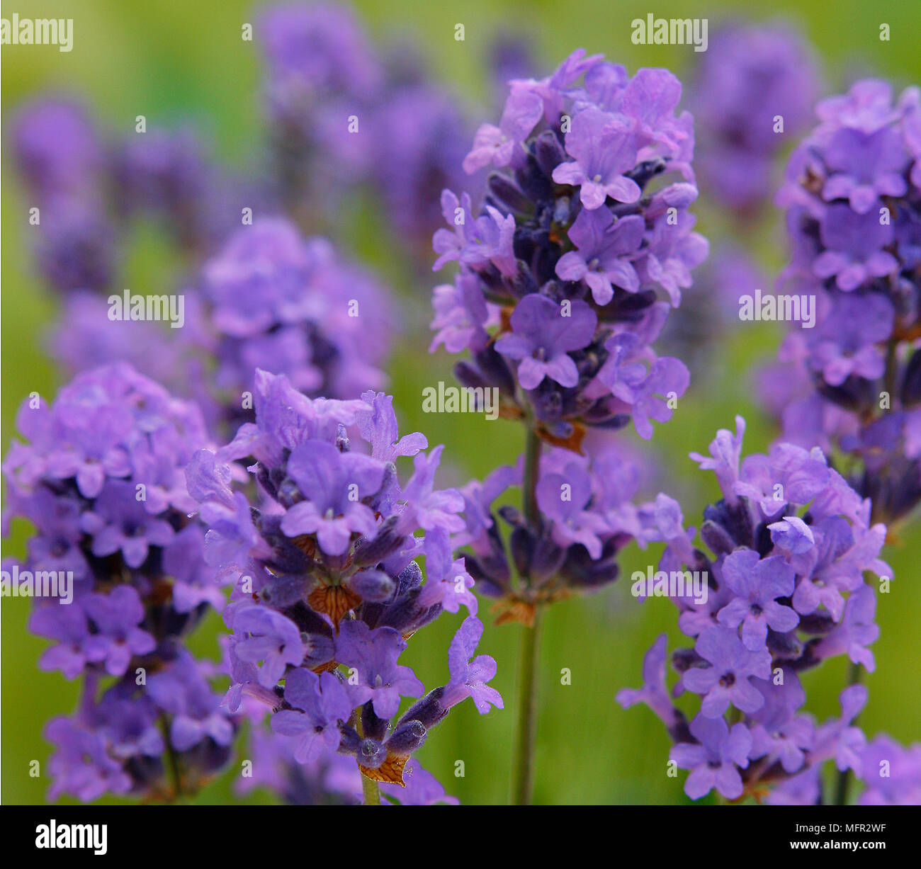 A mauve haze of fragrant lavender flowers, attracting bees and other