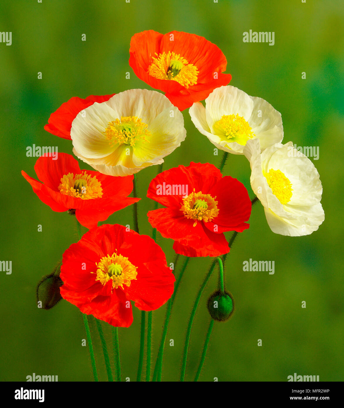 Delicate Icelandic poppies with bowl-shaped flowers, showing their bright yellow stamens and nodding hairy flower buds. Stock Photo
