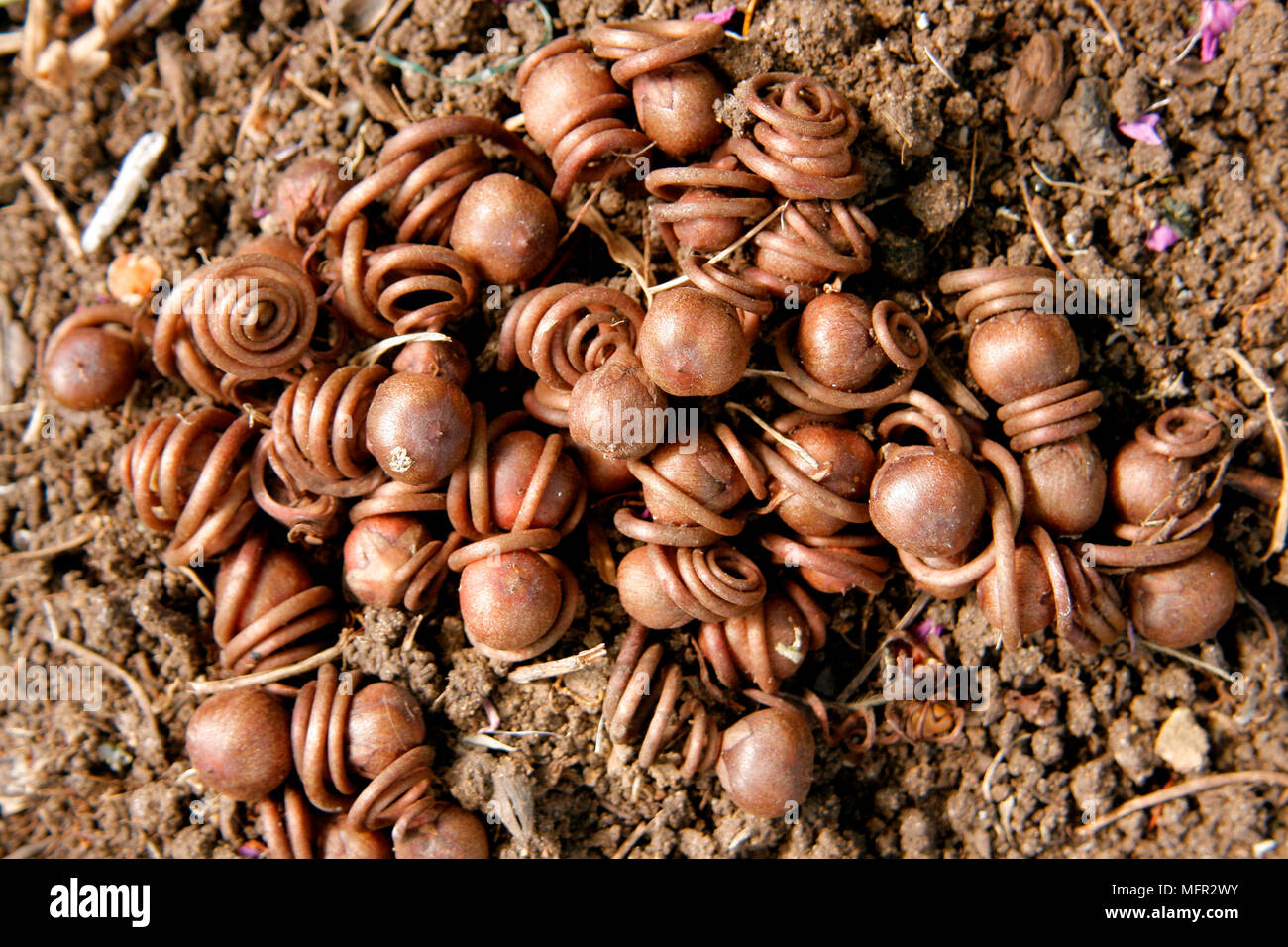 Cyclamen hederifolium seed hires stock photography and images Alamy