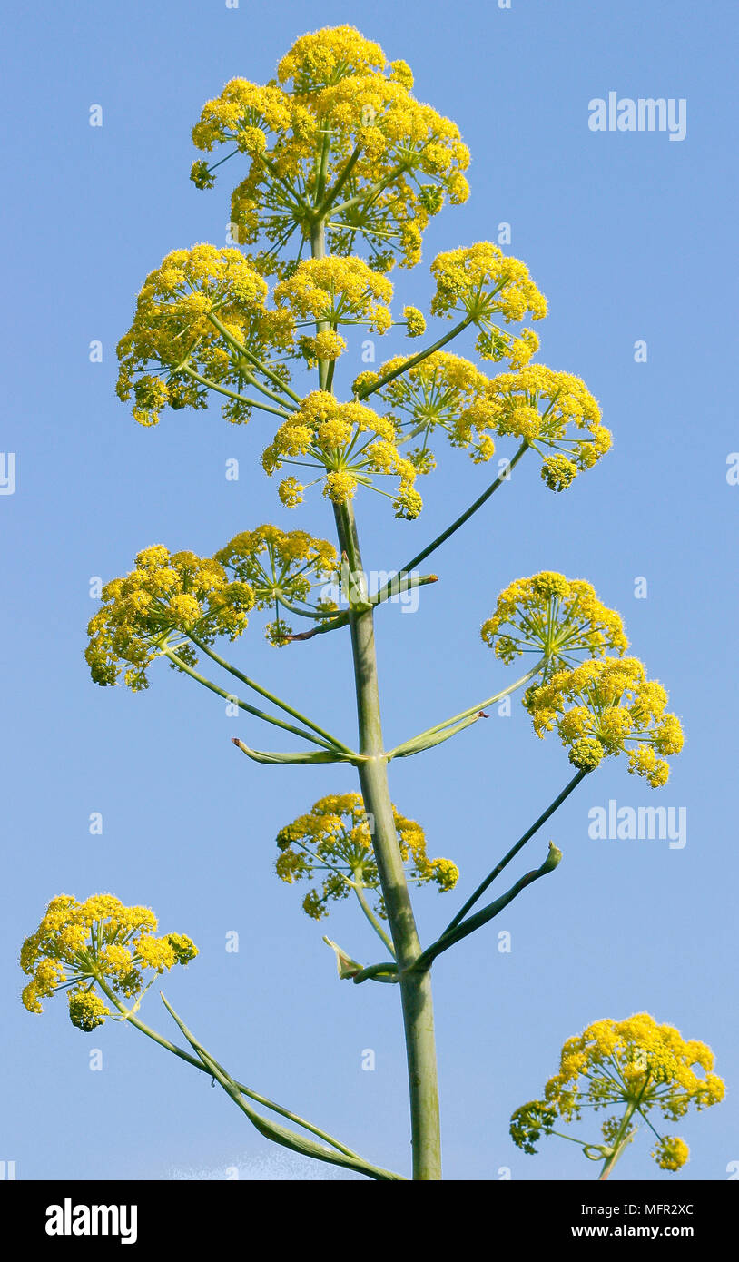 Insects in plant stems hi-res stock photography and images - Alamy