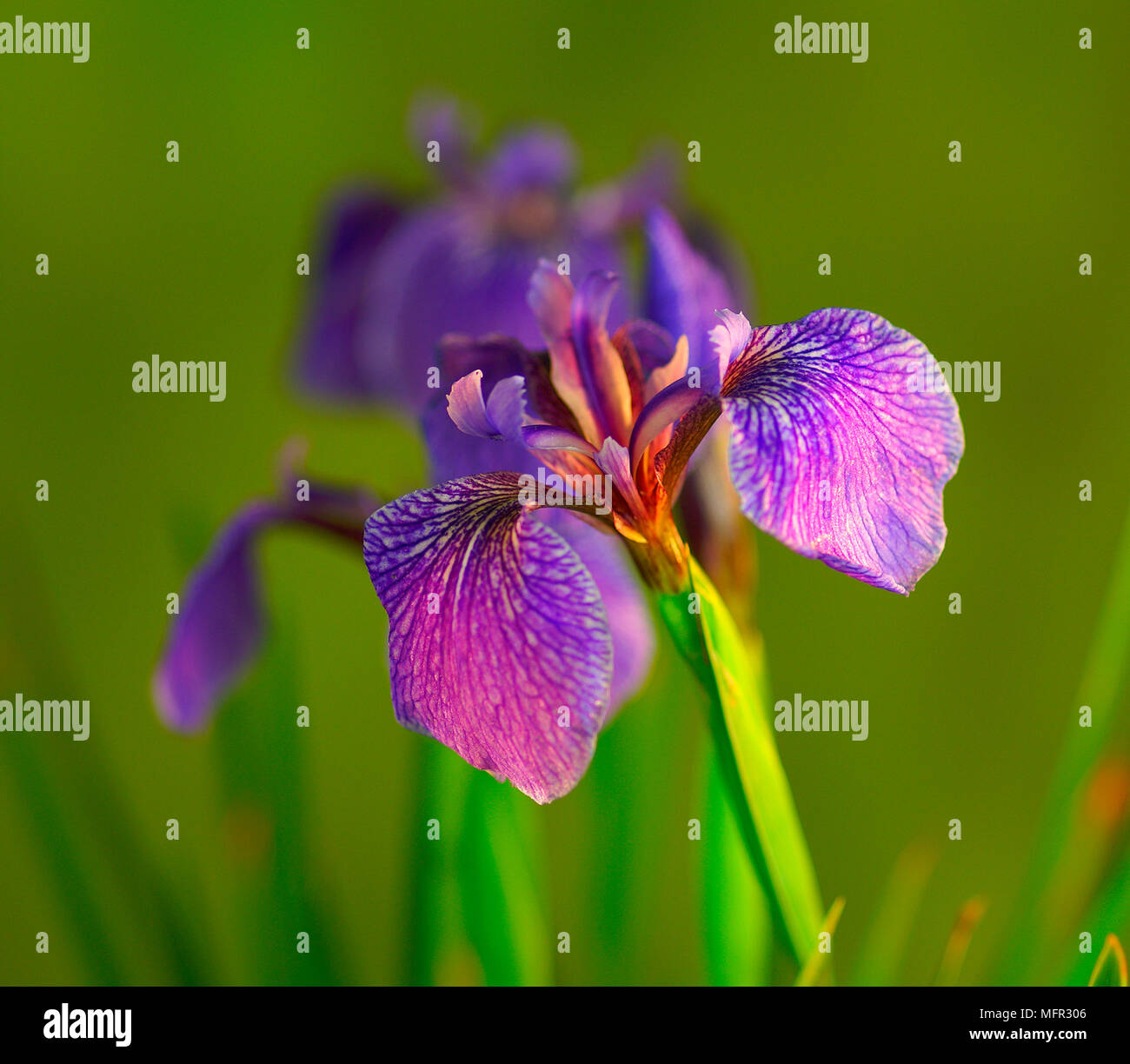 Dwarf irises with purple and white markings. Stock Photo