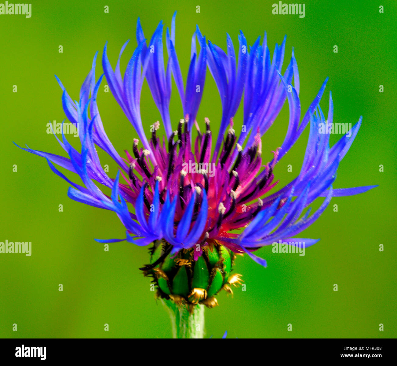 Blue perennial cornflower, attractive to bees. Stock Photo