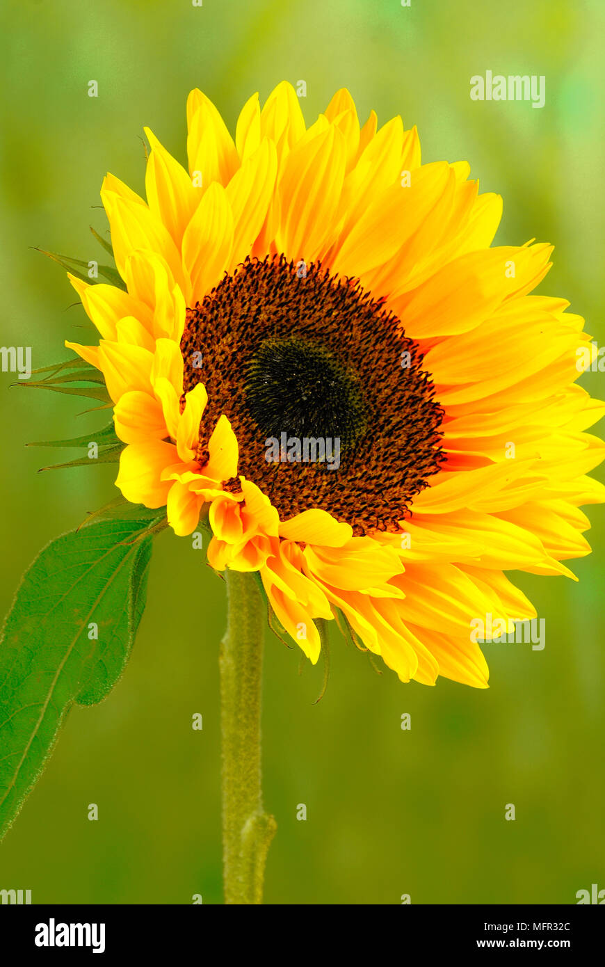 Sunflowers (Helianthus annuus) grow tall and upright with their giant