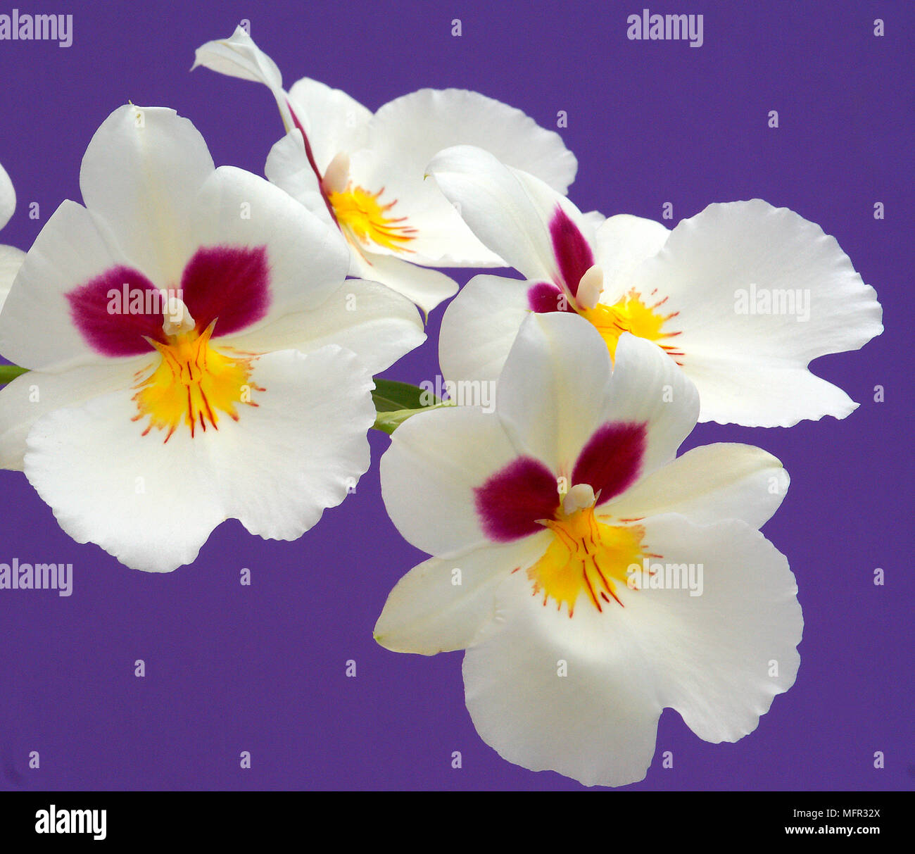 Miltoniopsis orchids are now more easily grown in the home and flower for many weeks. Stock Photo