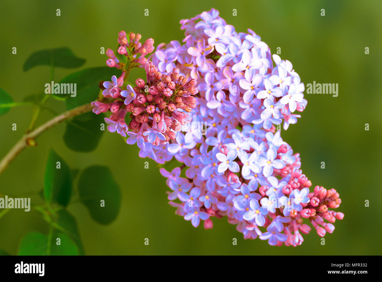 Fragrant blossom of lilac (Syringa) with myriads of tiny flowers which