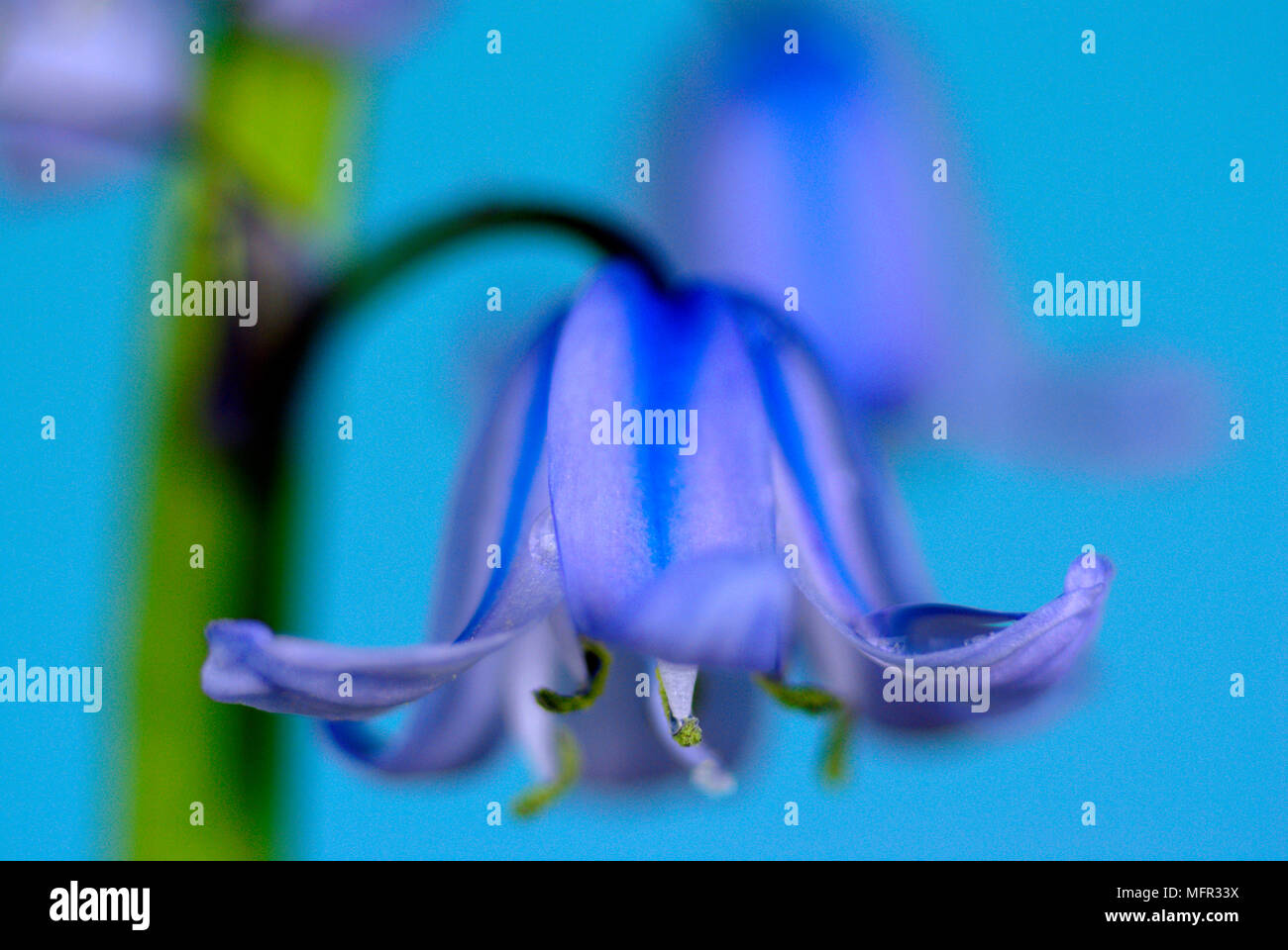 Soft focus close-up of bell-shaped flower of the Spanish bluebell (Hyacinthoides hispanica). Stock Photo
