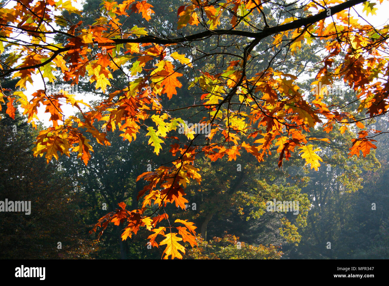 Autumn foliage of the red oak tree (Quercus rubra) with back-lighting ...