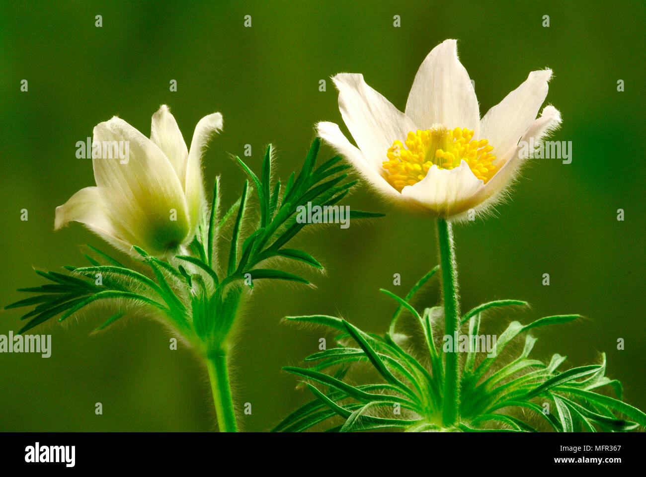 White pulsatilla with silky grey-green foliage growing in a spring garden. The flowers are later followed by spherical silvery seedheads. Stock Photo