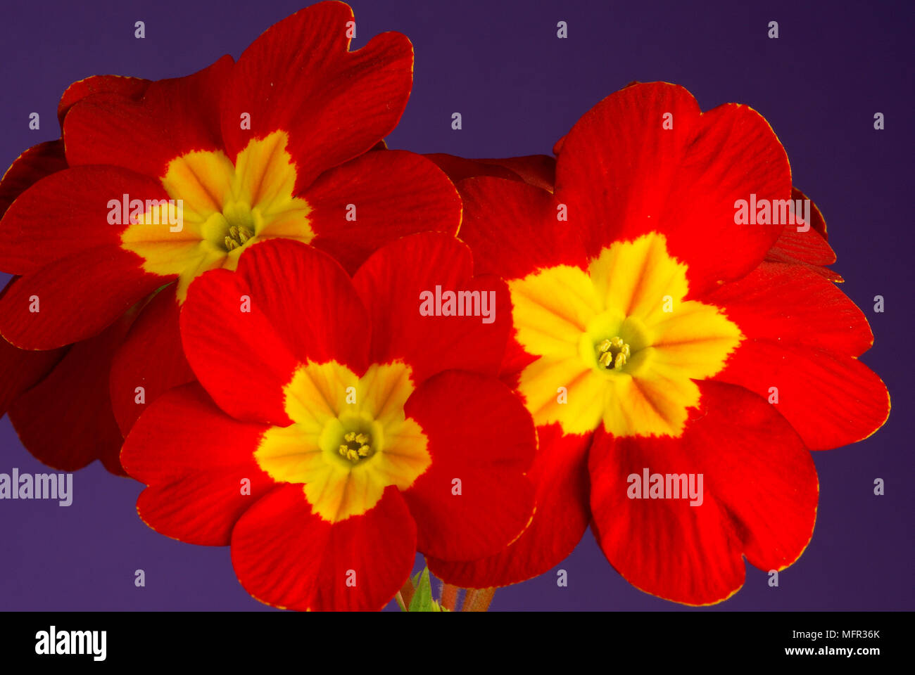 Brilliant scarlet primrose with thin yellow edge to petals make a clourful spring garden display. Stock Photo