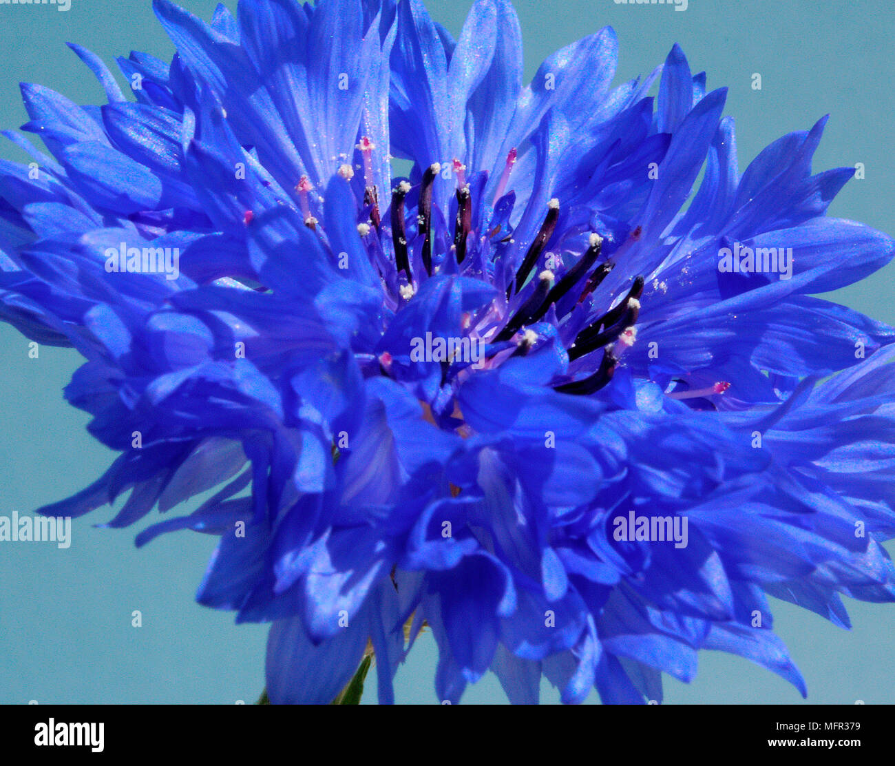 Bright blue cornflower close-up against a blue background, showing the dark stamens. Stock Photo
