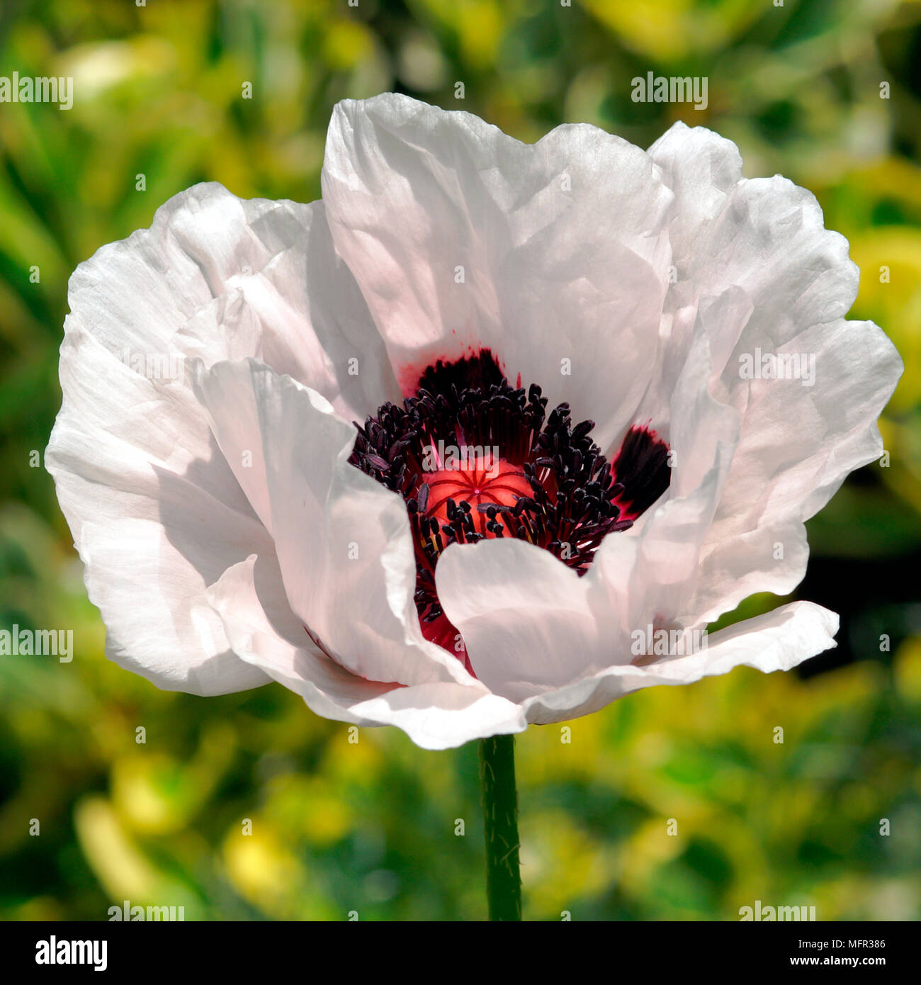 Poppy Whyte Large white Poppy 'Royal Wedding' flower with red and black markings at ...