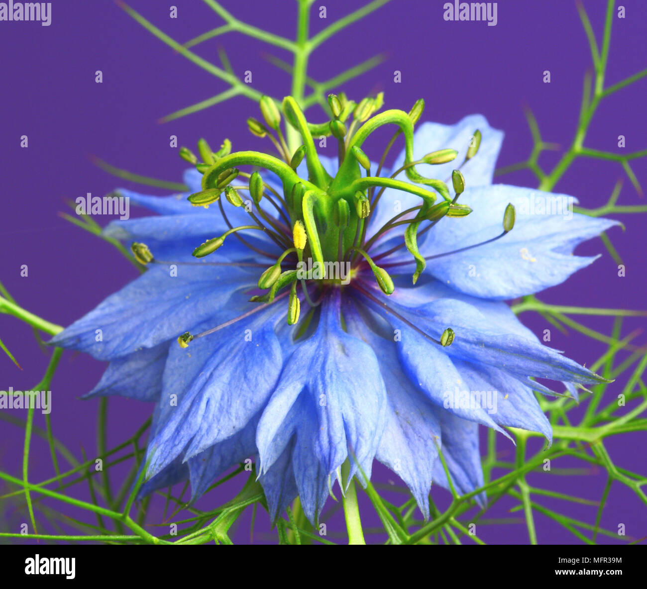 Purple mist flower hi-res stock photography and images - Alamy