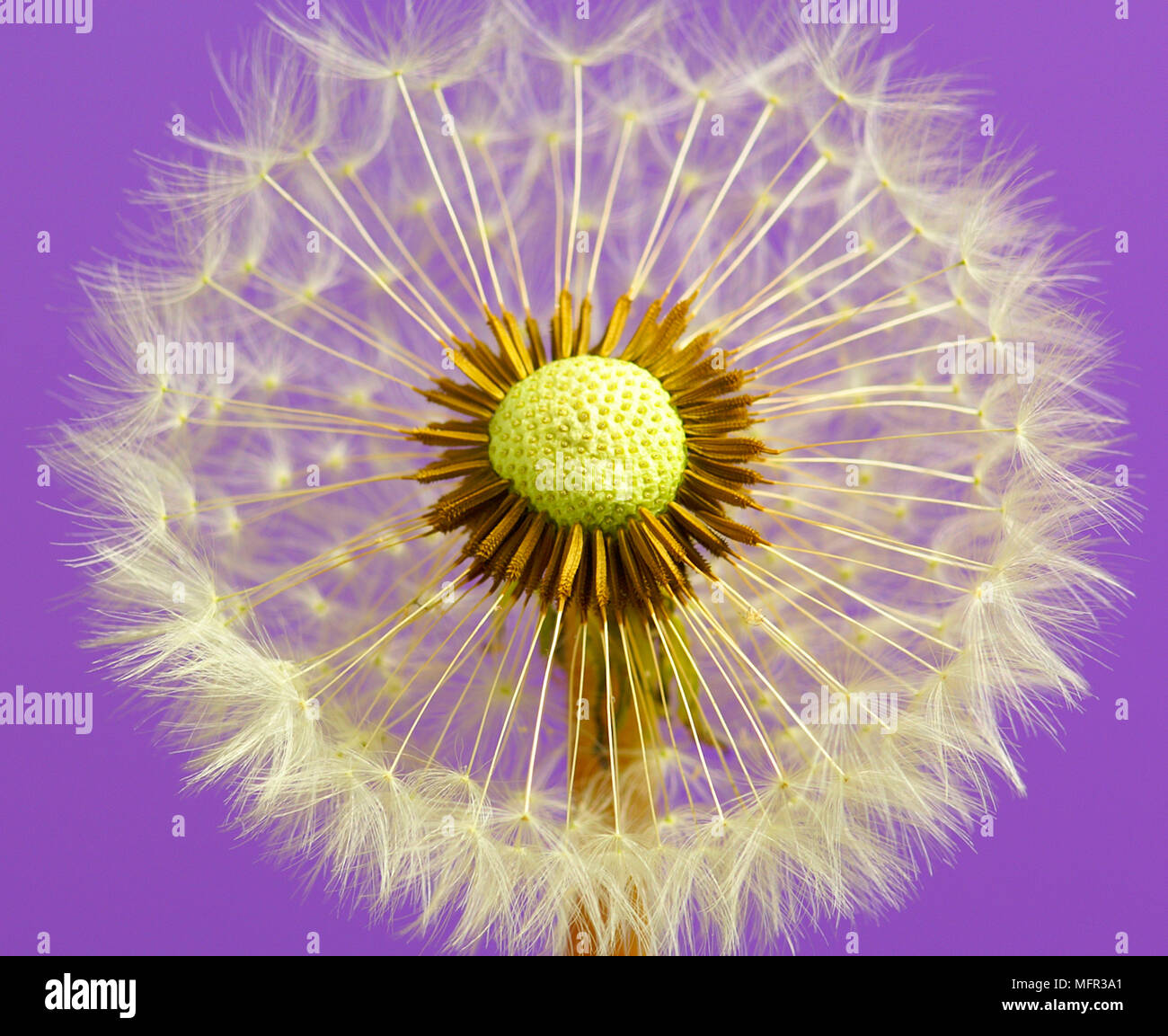 Close-up of dandelion seedhead (taraxacum officinalis) showing details of parachute-type seeds on purple background. Stock Photo