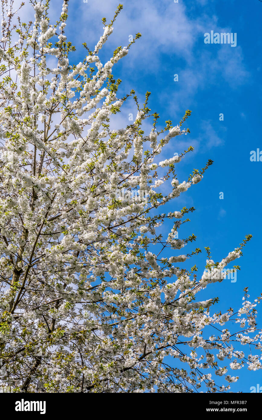 Cherry blossom tree blue sky Stock Photo - Alamy