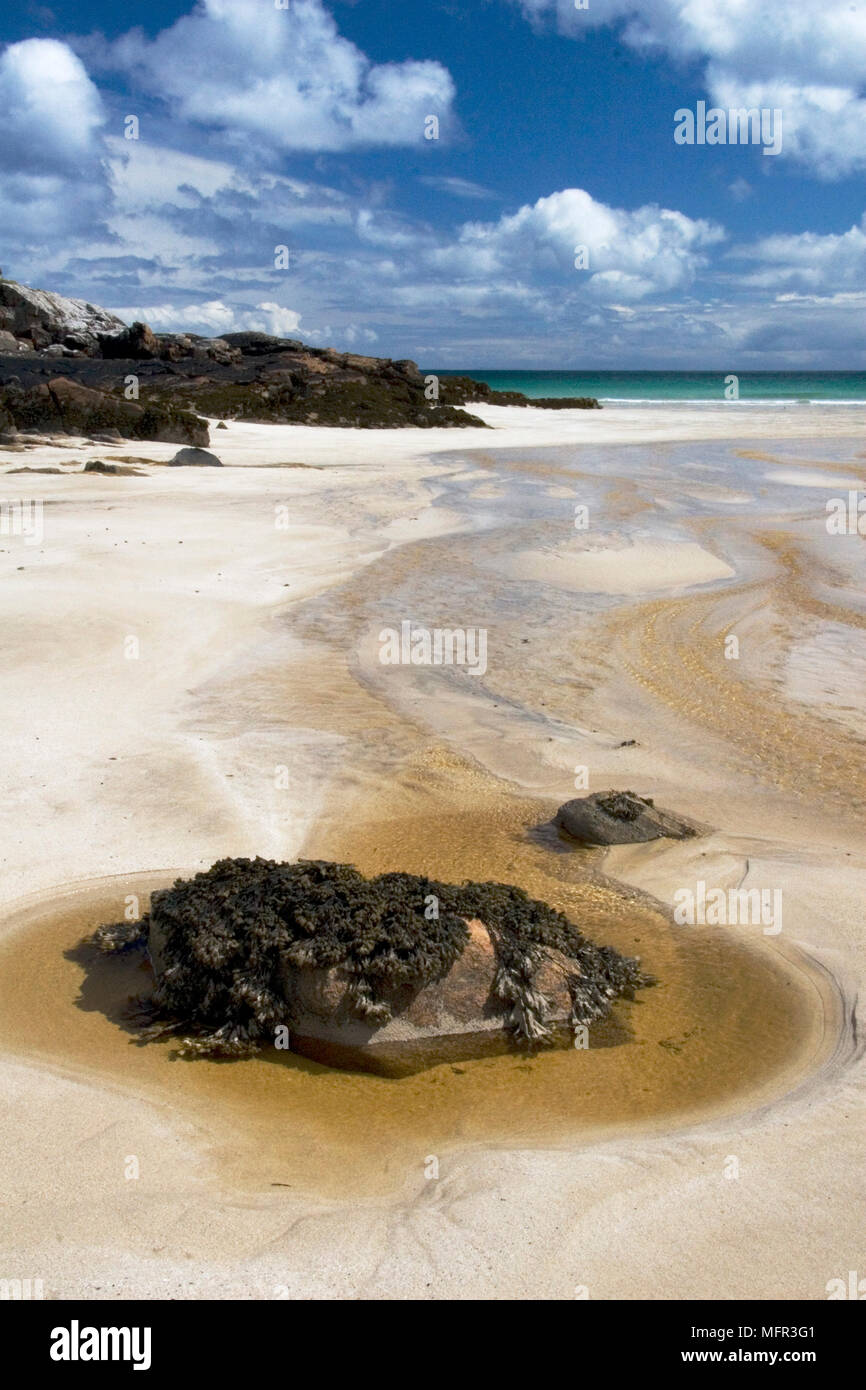 Stone covered in bladder wrack in rockpool left by retreating tide on Isle of Lewis. Stock Photo