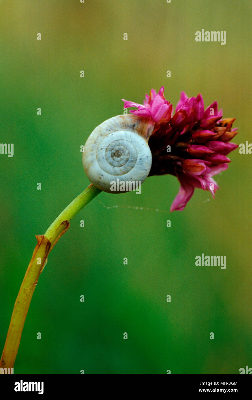 Ramshorn snail (Segmentina nitida) eating from pyramidal orchid in
