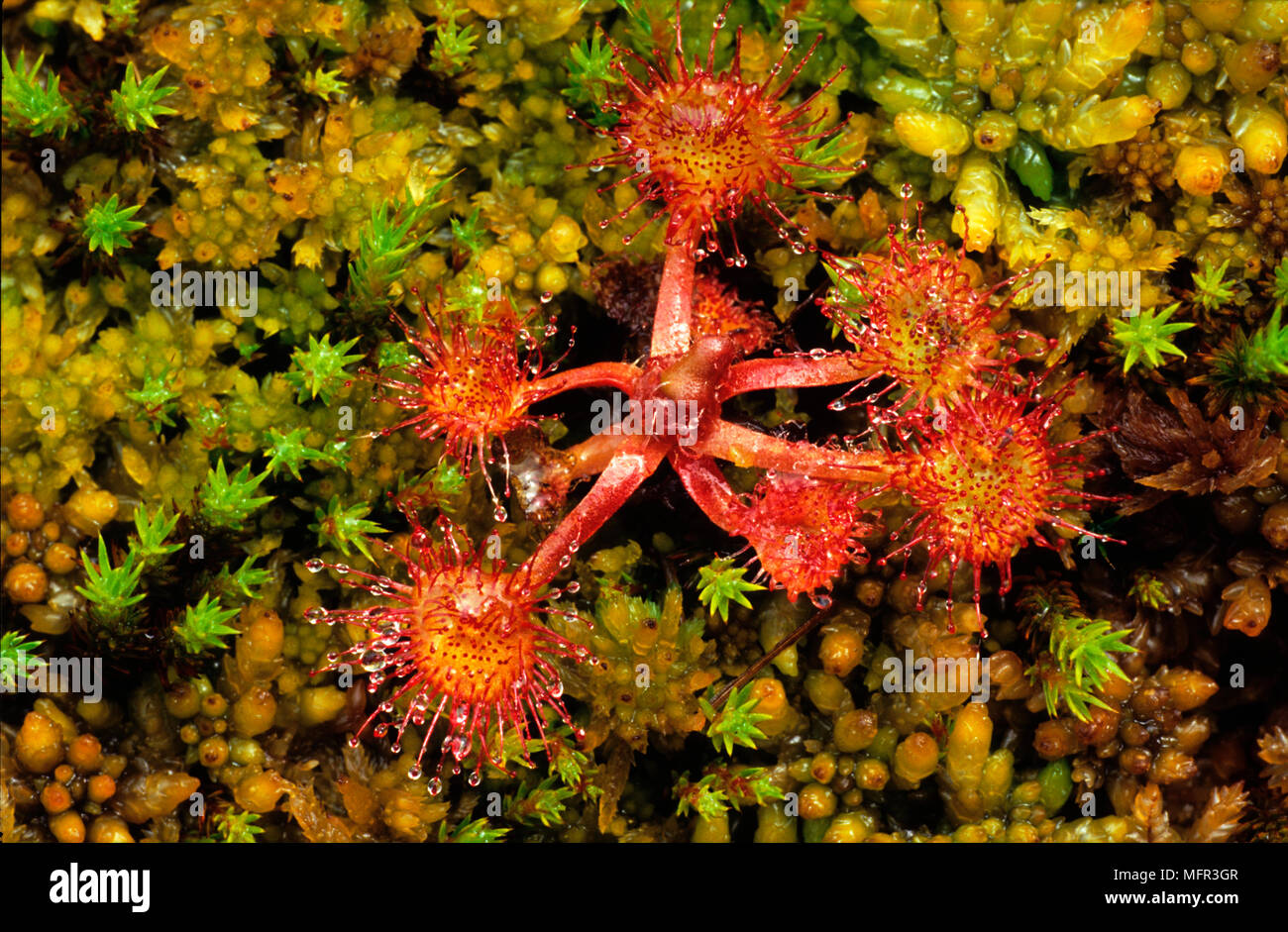 Wet peat hires stock photography and images Alamy