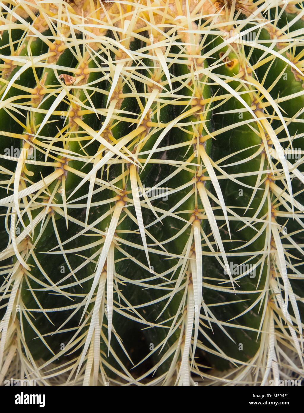 cactus Spines Stock Photo Alamy